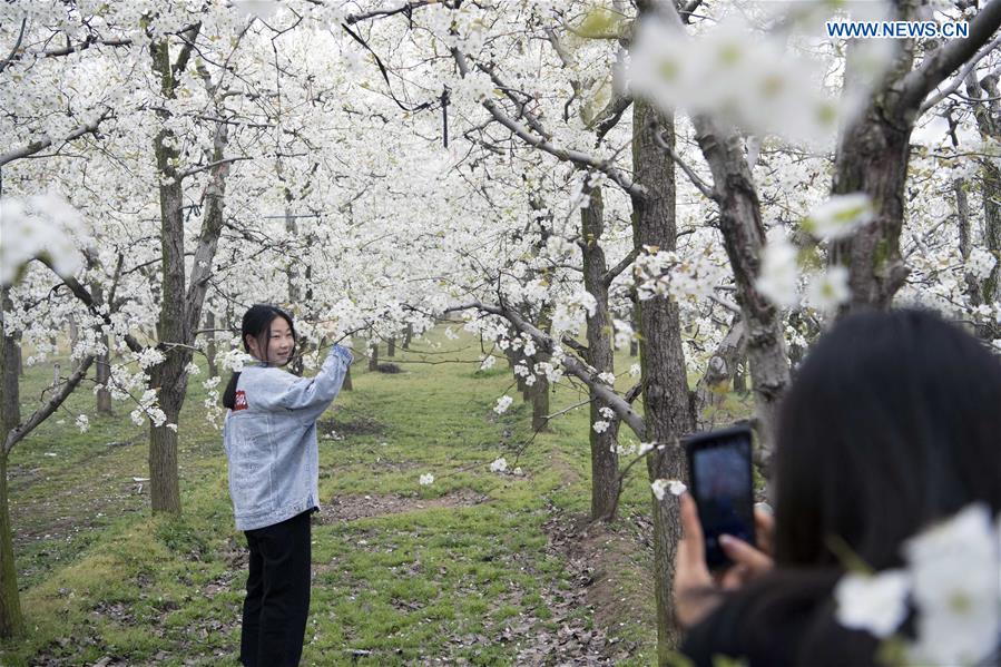 CHINA-HENAN-SHANGQIU-SPRING SCENERY (CN)