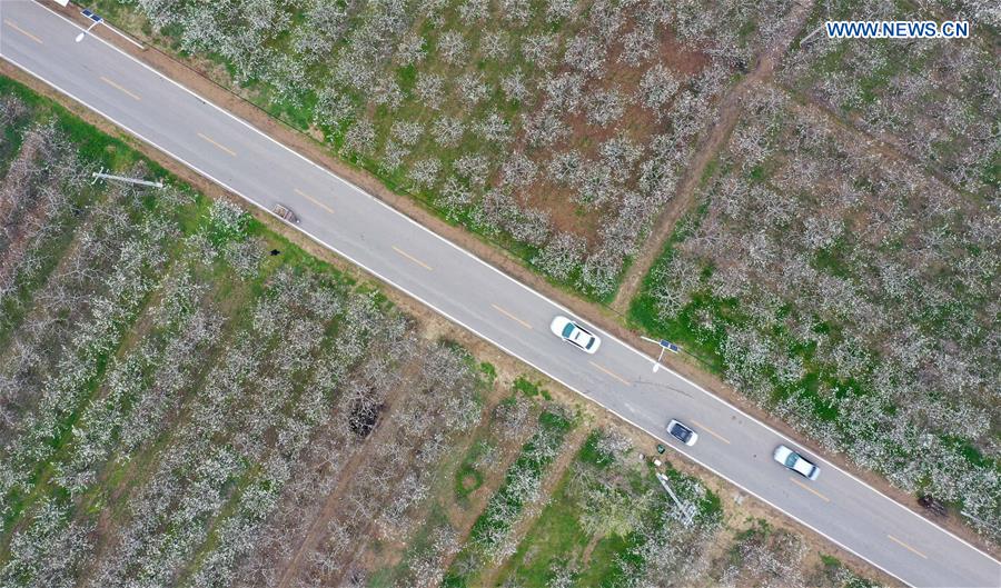 CHINA-HENAN-SHANGQIU-SPRING SCENERY (CN)