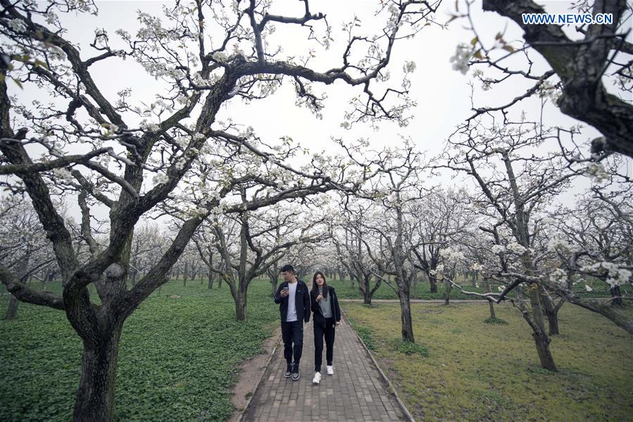 CHINA-HENAN-SHANGQIU-SPRING SCENERY (CN)