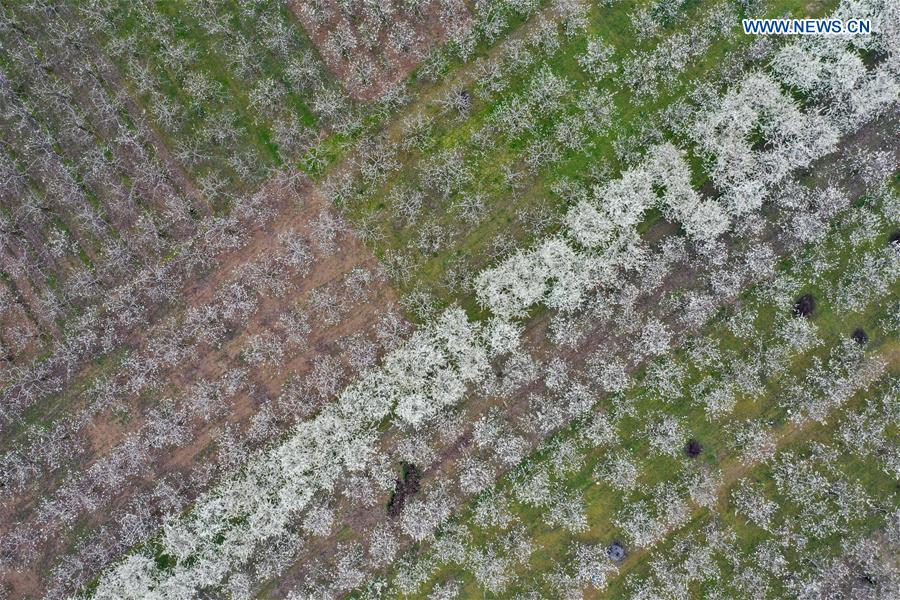 CHINA-HENAN-SHANGQIU-SPRING SCENERY (CN)