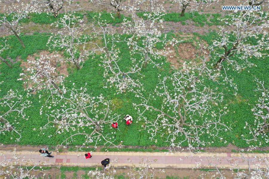 CHINA-HENAN-SHANGQIU-SPRING SCENERY (CN)