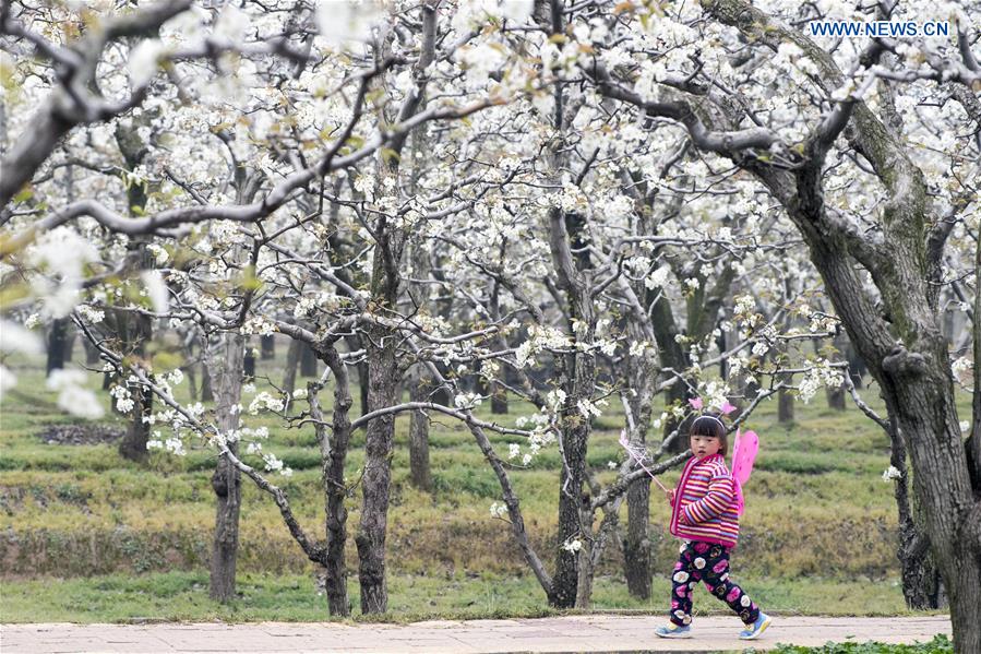 CHINA-HENAN-SHANGQIU-SPRING SCENERY (CN)