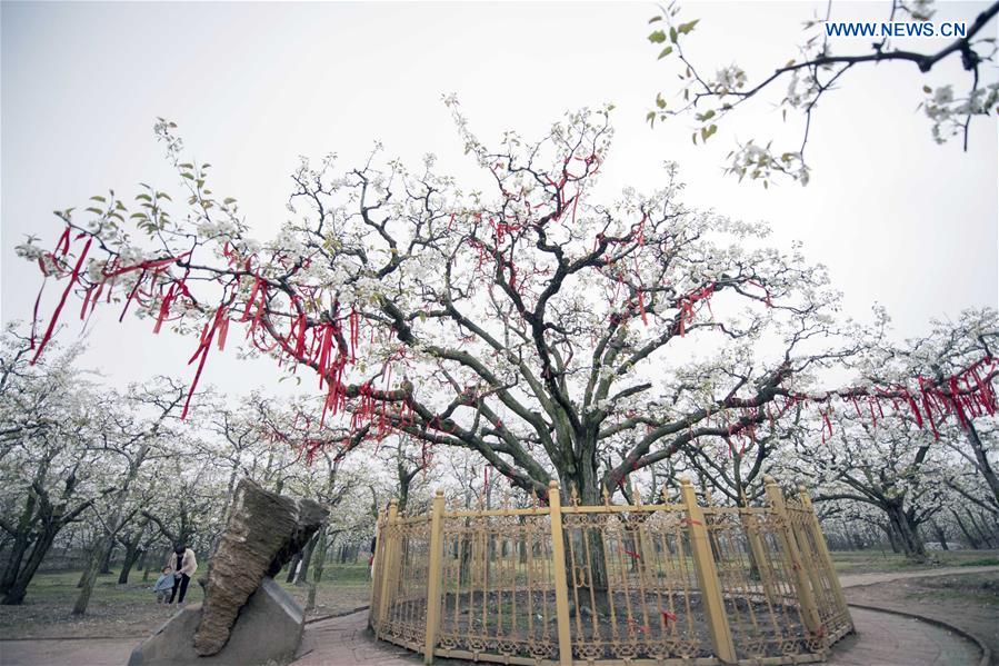 CHINA-HENAN-SHANGQIU-SPRING SCENERY (CN)