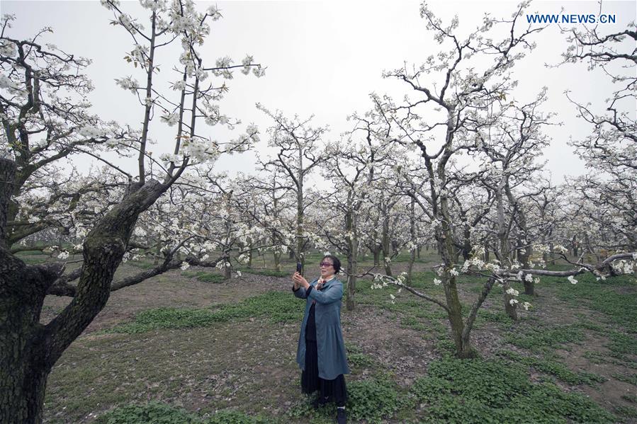 CHINA-HENAN-SHANGQIU-SPRING SCENERY (CN)