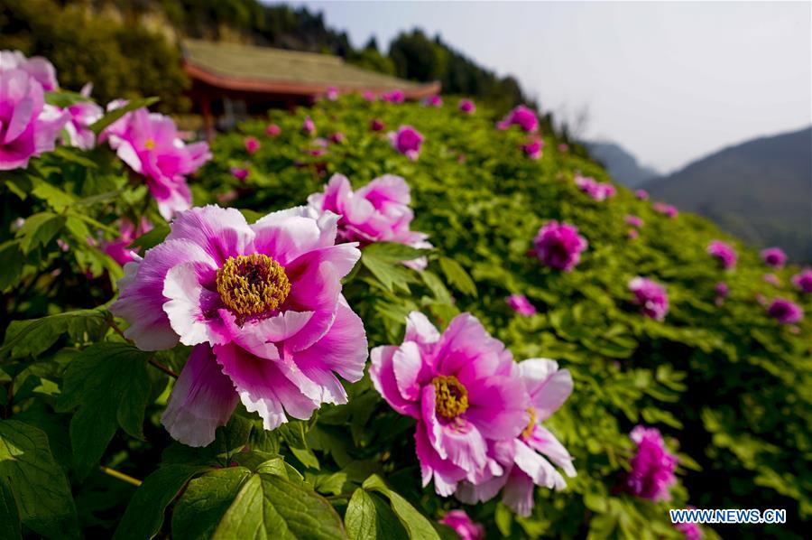 CHINA-CHONGQING-DIANJIANG-PEONY-BLOSSOM (CN)
