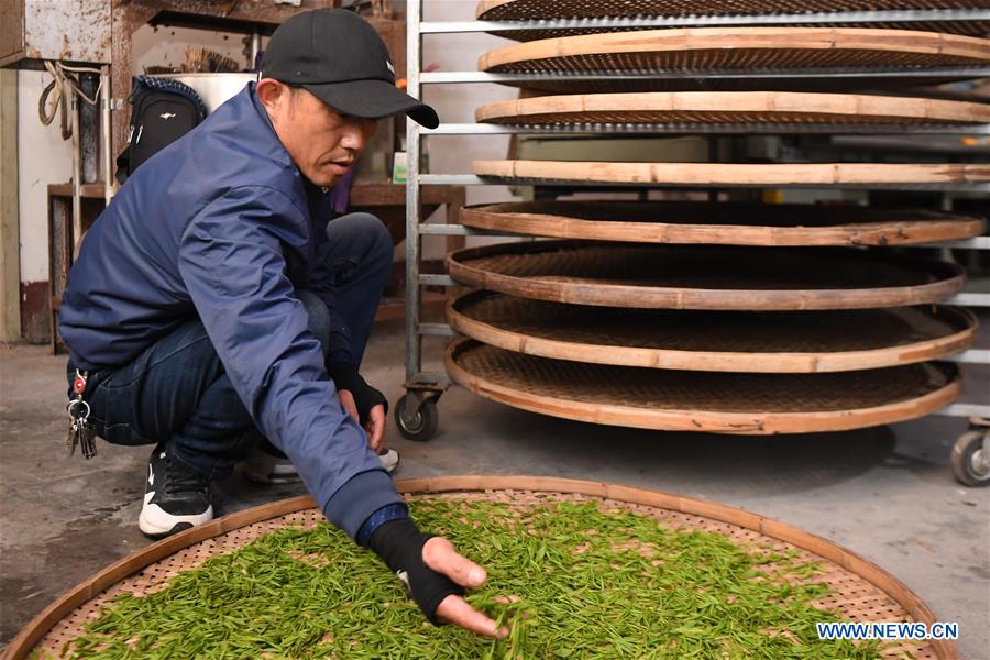 CHINA-HUNAN-SPRING TEA (CN)