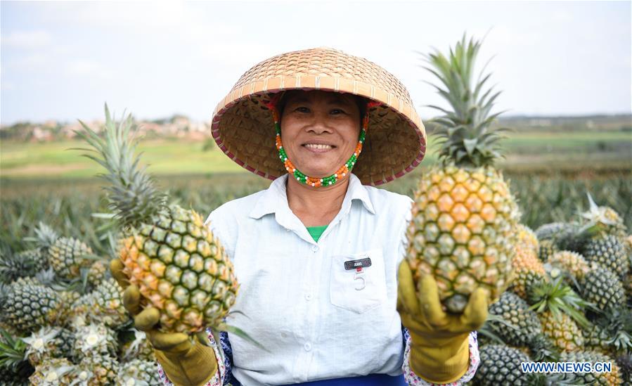 Pineapples enter harvest season in Zhanjiang, Guangdong Xinhua