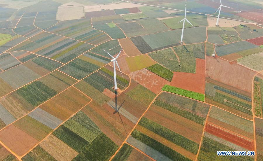 CHINA-GUANGDONG-XUWEN COUNTY-PINEAPPLE-HARVEST (CN)