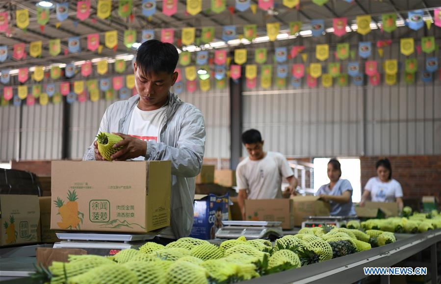 CHINA-GUANGDONG-XUWEN COUNTY-PINEAPPLE-HARVEST (CN)