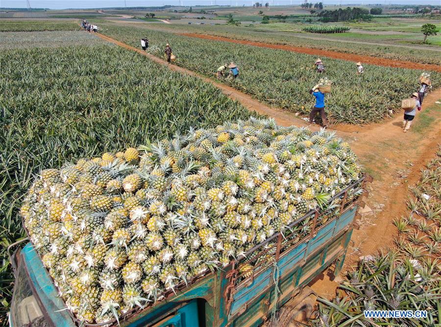 Pineapples enter harvest season in Zhanjiang, Guangdong Xinhua