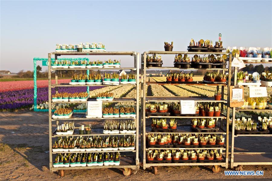 THE NETHERLANDS-NOORDWIJK-FLOWER FIELD