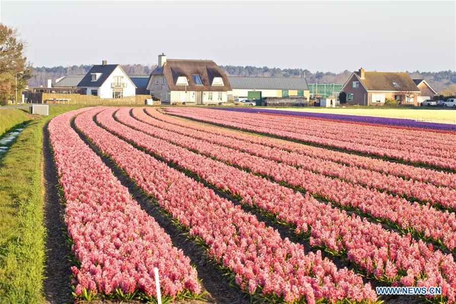 THE NETHERLANDS-NOORDWIJK-FLOWER FIELD