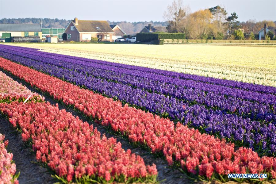 THE NETHERLANDS-NOORDWIJK-FLOWER FIELD