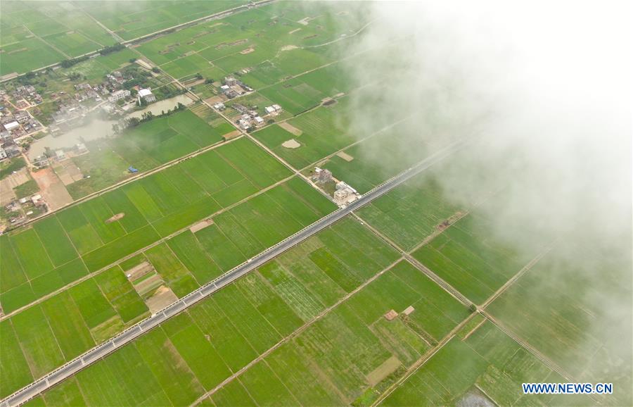CHINA-GUANGDONG-LEIZHOU-RICE FIELDS (CN)