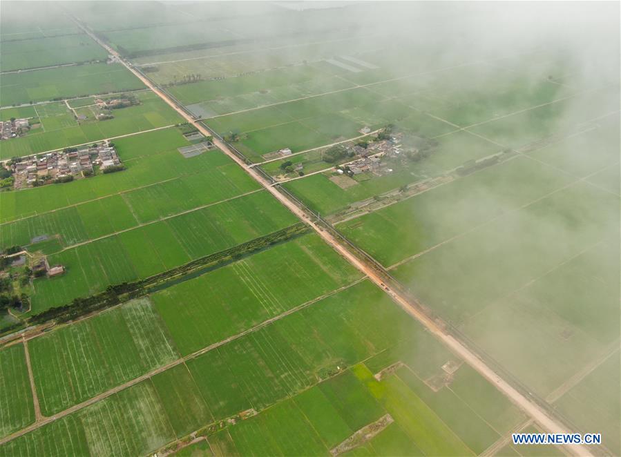CHINA-GUANGDONG-LEIZHOU-RICE FIELDS (CN)