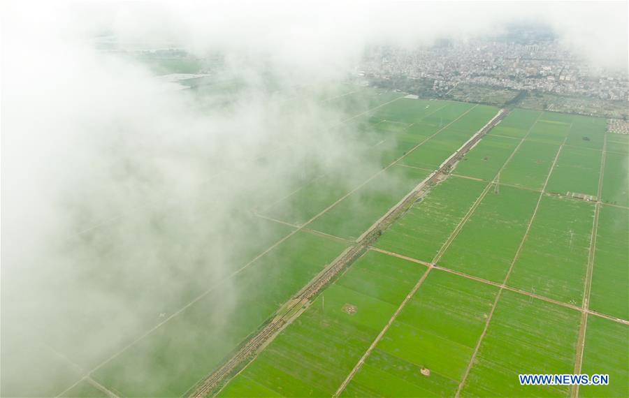 CHINA-GUANGDONG-LEIZHOU-RICE FIELDS (CN)