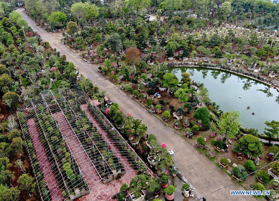 CHINA-HENAN-FLOWERS AND TREES PLANTING INDUSTRY-POVERTY ALLEVIATION (CN)
