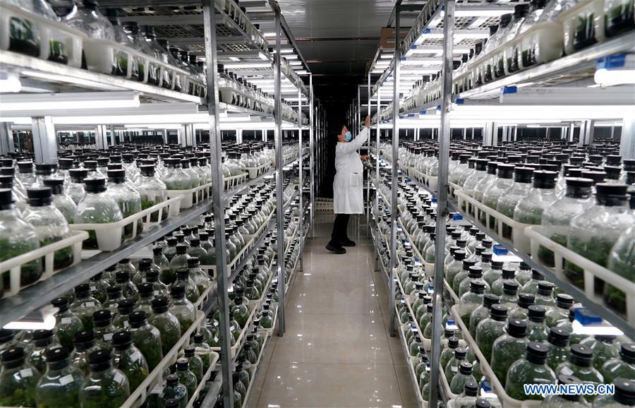 CHINA-HENAN-FLOWERS AND TREES PLANTING INDUSTRY-POVERTY ALLEVIATION (CN)