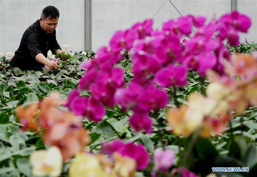 CHINA-HENAN-FLOWERS AND TREES PLANTING INDUSTRY-POVERTY ALLEVIATION (CN)