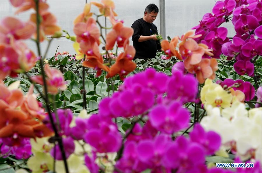 CHINA-HENAN-FLOWERS AND TREES PLANTING INDUSTRY-POVERTY ALLEVIATION (CN)