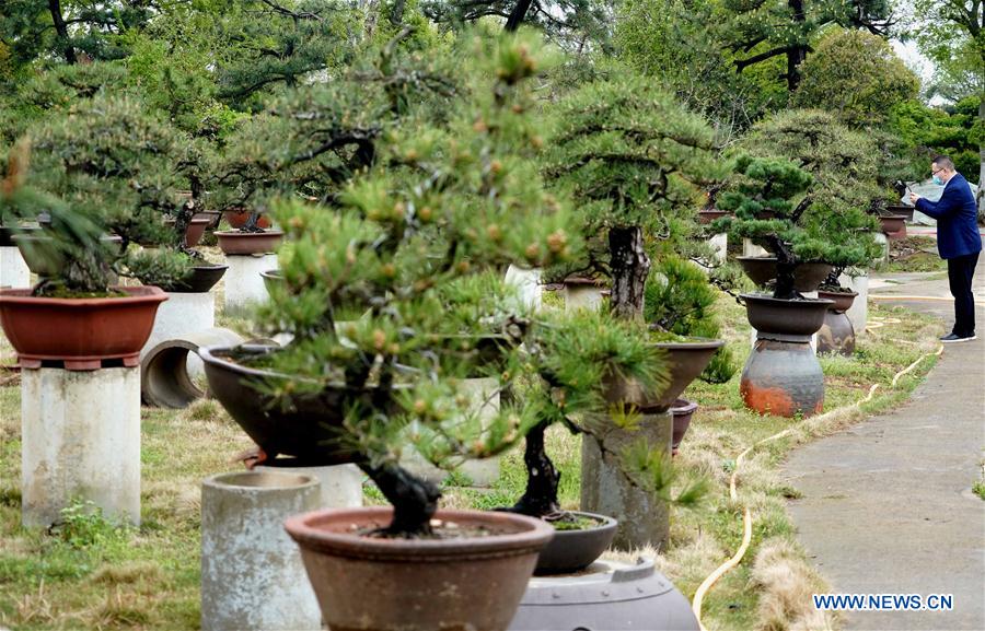 CHINA-HENAN-FLOWERS AND TREES PLANTING INDUSTRY-POVERTY ALLEVIATION (CN)
