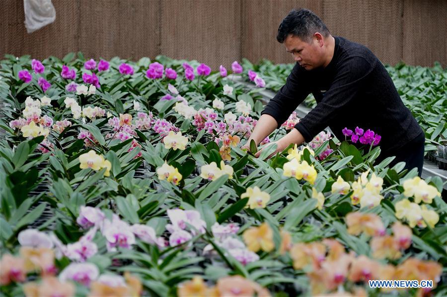 CHINA-HENAN-FLOWERS AND TREES PLANTING INDUSTRY-POVERTY ALLEVIATION (CN)