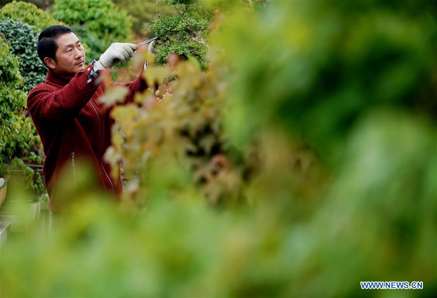 CHINA-HENAN-FLOWERS AND TREES PLANTING INDUSTRY-POVERTY ALLEVIATION (CN)