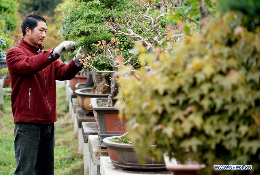 CHINA-HENAN-FLOWERS AND TREES PLANTING INDUSTRY-POVERTY ALLEVIATION (CN)