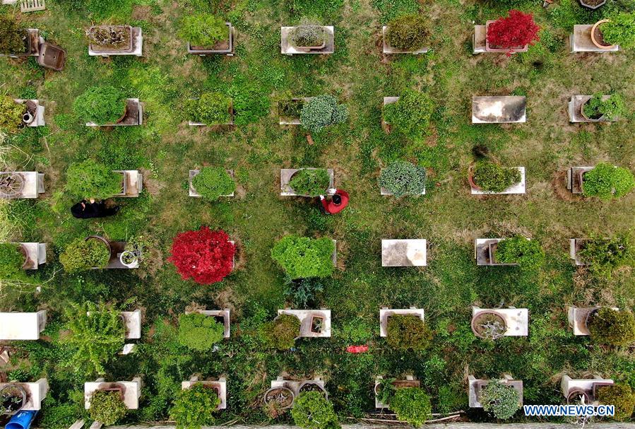 CHINA-HENAN-FLOWERS AND TREES PLANTING INDUSTRY-POVERTY ALLEVIATION (CN)