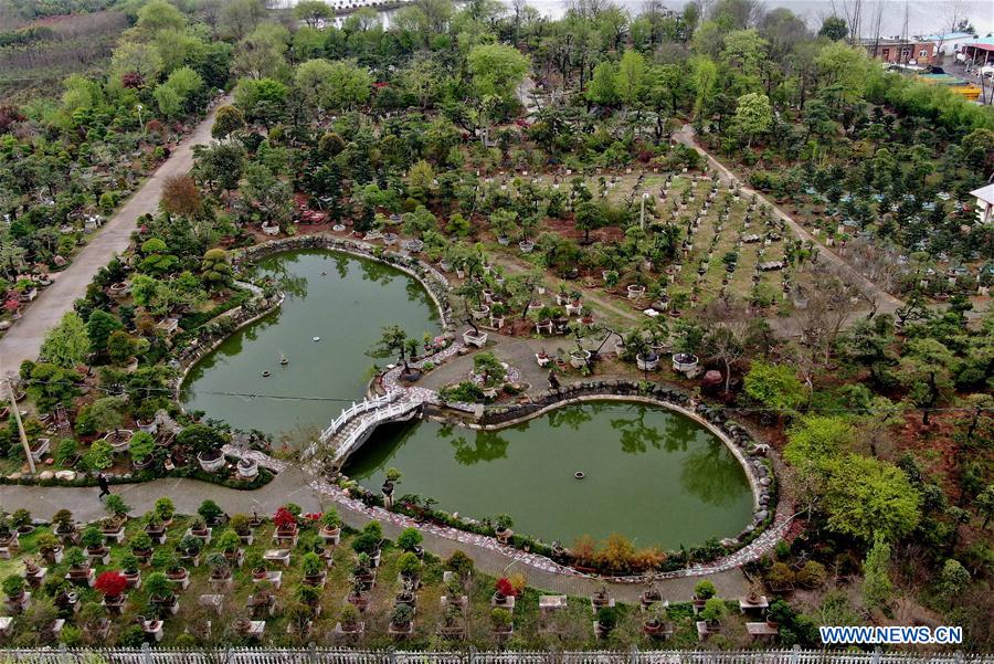 CHINA-HENAN-FLOWERS AND TREES PLANTING INDUSTRY-POVERTY ALLEVIATION (CN)
