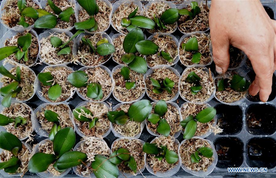 CHINA-HENAN-FLOWERS AND TREES PLANTING INDUSTRY-POVERTY ALLEVIATION (CN)