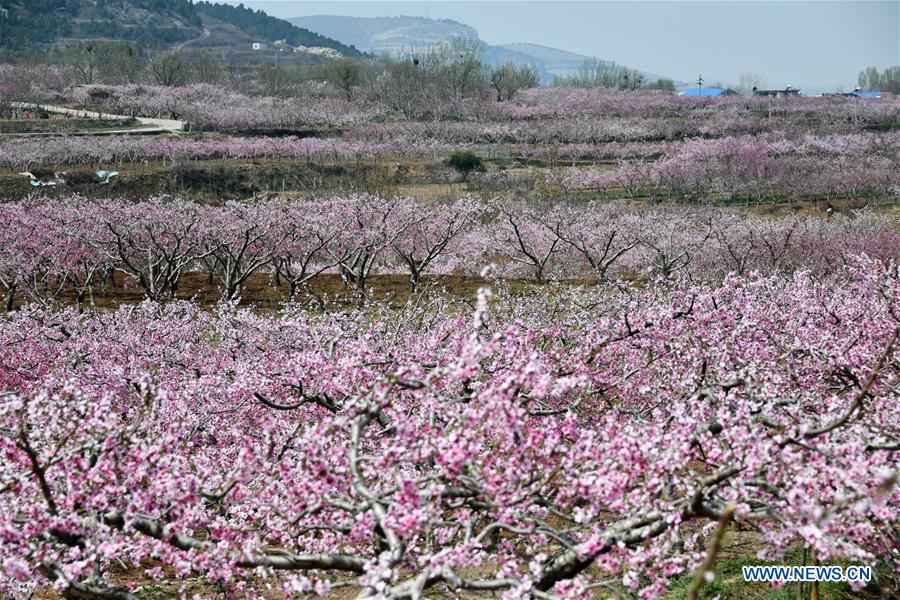 CHINA-SHANDONG-JINAN-PEACH BLOSSOMS (CN)