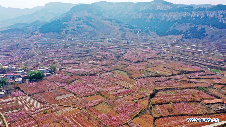 CHINA-SHANDONG-JINAN-PEACH BLOSSOMS (CN)