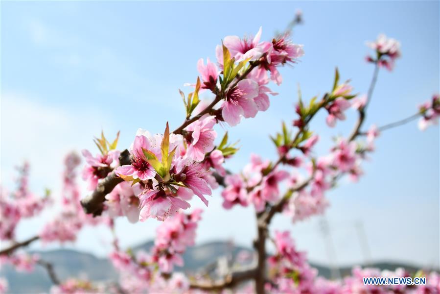 CHINA-SHANDONG-JINAN-PEACH BLOSSOMS (CN)