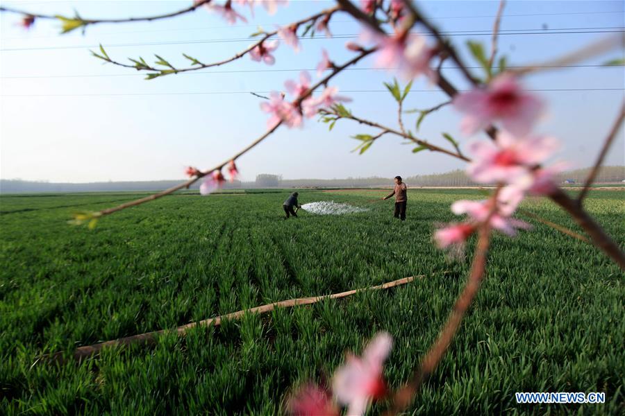 #CHINA-AGRICULTURE-FARM WORK (CN)