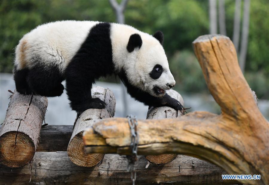 SHAANXI-XI'AN-GIANT PANDA-CUBS (CN)