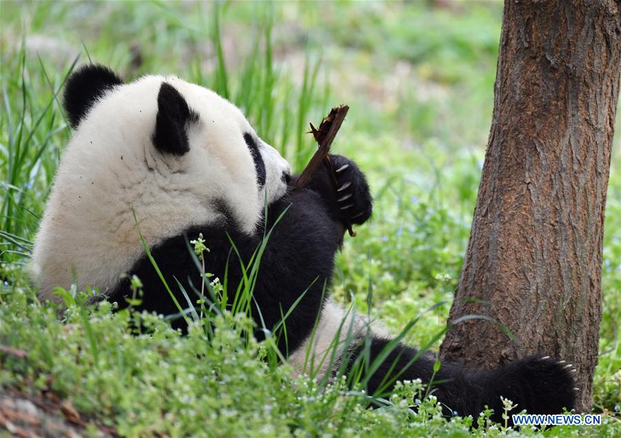 SHAANXI-XI'AN-GIANT PANDA-CUBS (CN)