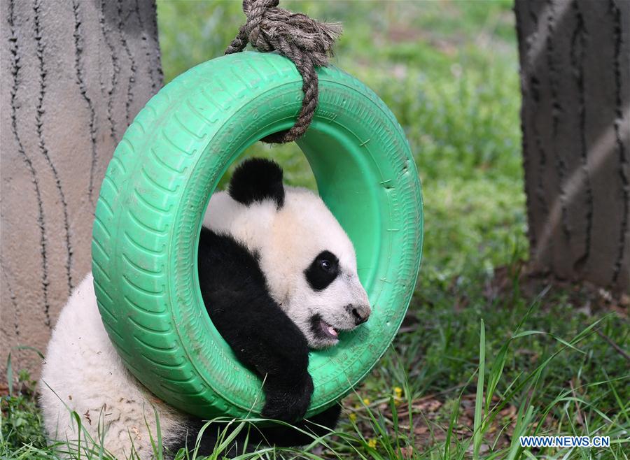 SHAANXI-XI'AN-GIANT PANDA-CUBS (CN)