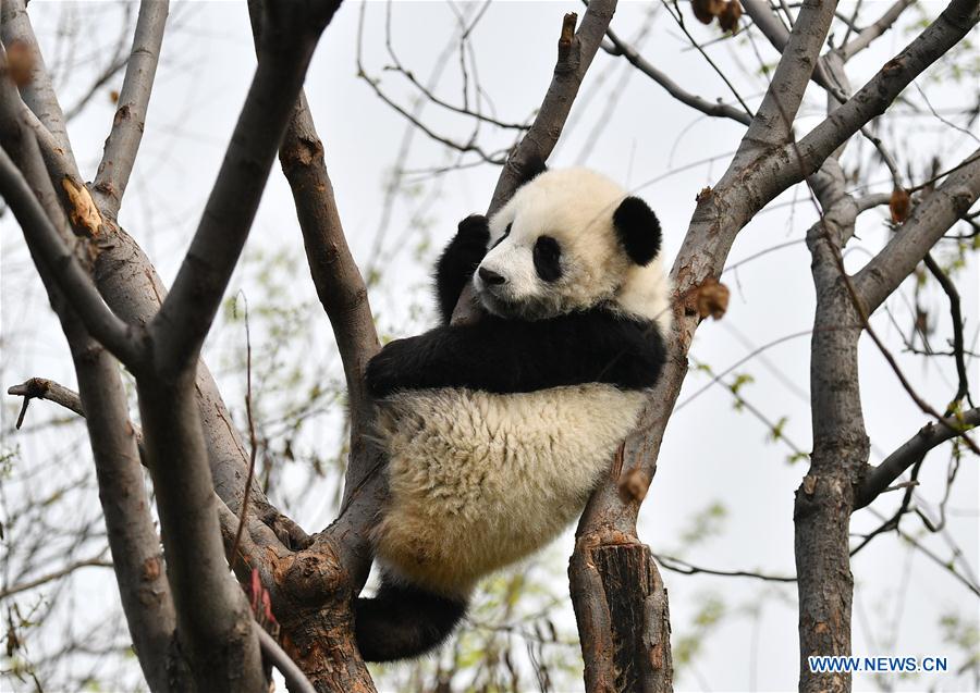 SHAANXI-XI'AN-GIANT PANDA-CUBS (CN)