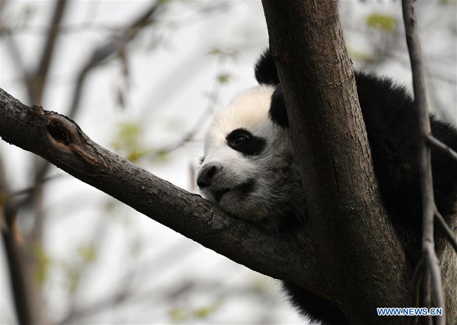 SHAANXI-XI'AN-GIANT PANDA-CUBS (CN)