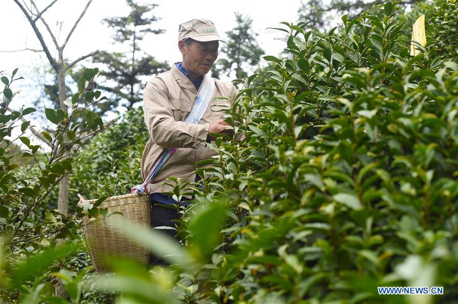 CHINA-ANHUI-HUANGSHAN-TEA INDUSTRY-POVERTY ALLEVIATION (CN)