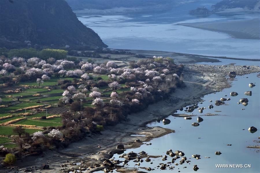 CHINA-TIBET-YARLUNG ZANGBO RIVER-SPRING-SCENERY (CN)