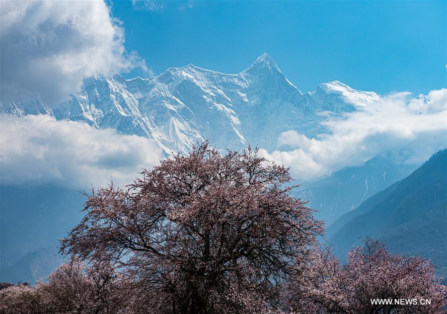 CHINA-TIBET-YARLUNG ZANGBO RIVER-SPRING-SCENERY (CN)