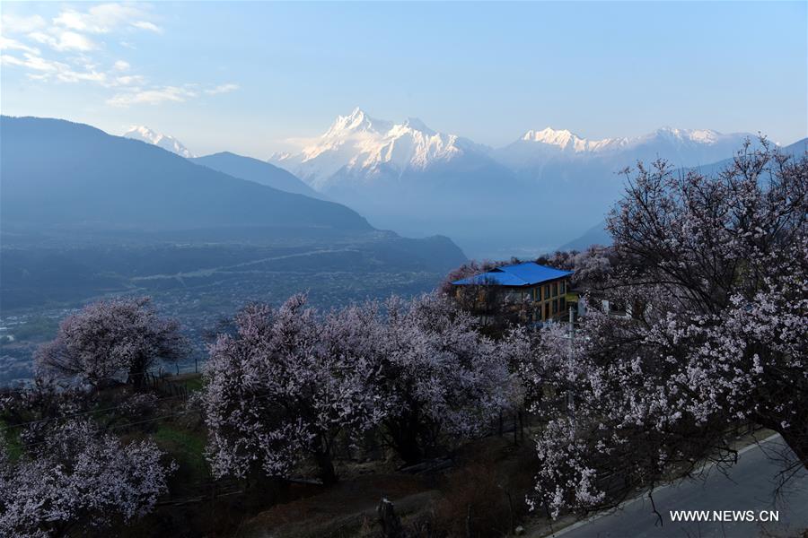 CHINA-TIBET-YARLUNG ZANGBO RIVER-SPRING-SCENERY (CN)