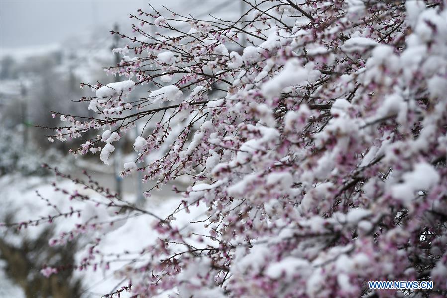 CHINA-NINGXIA-GUYUAN-SNOW SCENERY (CN)
