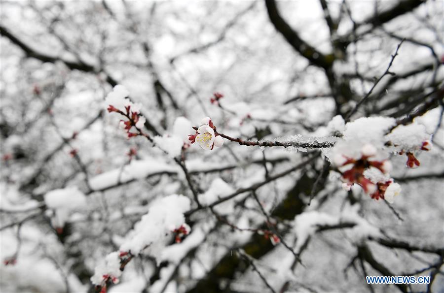 CHINA-NINGXIA-GUYUAN-SNOW SCENERY (CN)