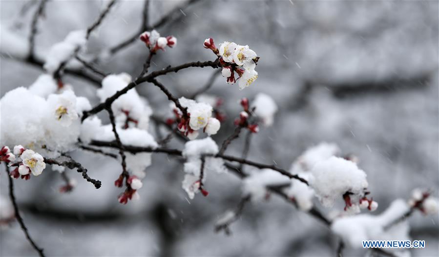 CHINA-NINGXIA-GUYUAN-SNOW SCENERY (CN)