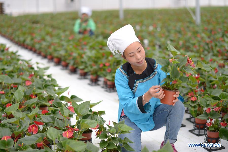 CHINA-GUIZHOU-FLOWER CULTIVATION (CN)
