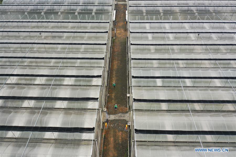 CHINA-GUIZHOU-FLOWER CULTIVATION (CN)