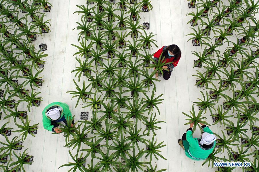 CHINA-GUIZHOU-FLOWER CULTIVATION (CN)